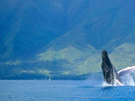 Остров Мауи: отдых, достопримечательности, фото, отзывы